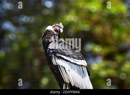 Male Andean Condor in captivity Stock Photo