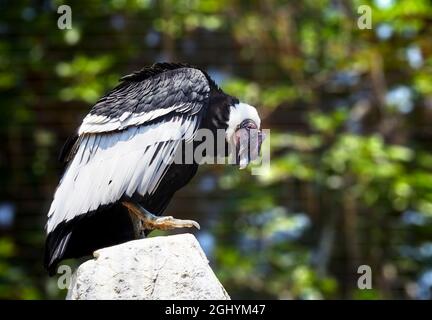 Male Andean Condor in captivity at the San Diego Zoo Stock Photo