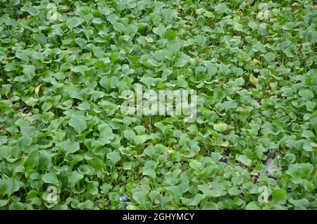 Common water hyacinth flower also known as pontederia crassipes. mostly grow in water. water flower. Stock Photo