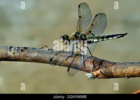 A dragonfly insect perched on a dead branch Stock Photo