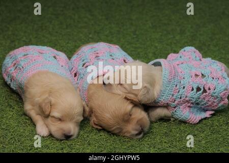 Clothes for newborn puppies best sale