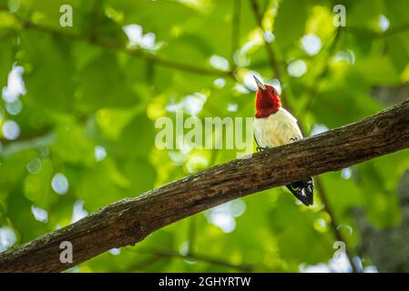 Beautiful red-headed woodpecker (Melanerpes erythrocephalus) perched on a branch in Stone Mountain Park near Atlanta, Georgia. (USA) Stock Photo
