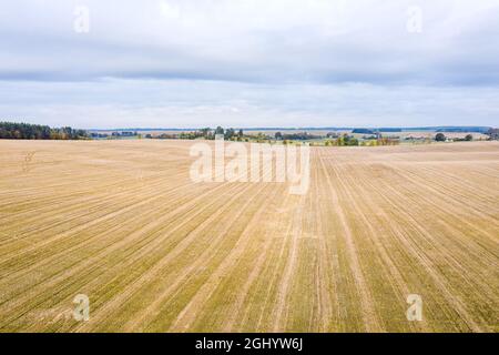 aerial drone view of harvested mowed golden wheat field on autumn day against cloudy sky background