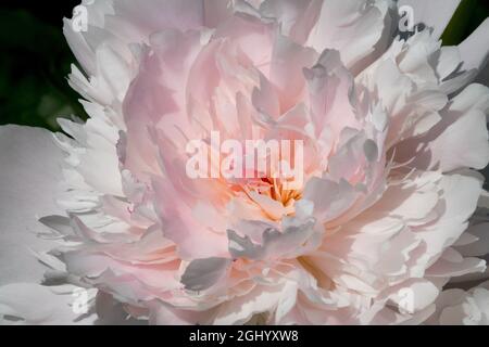 White Peony Paeonia 'Noemie Demay' rose tint flower soft pink colour Stock Photo