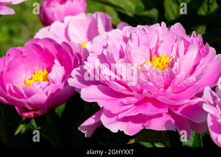 Pink Peony flowers 'Ma Petite Cherie' Delicate, dainty short garden peonies fragrant flower Stock Photo