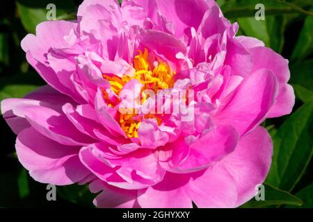 Attractive Pink Peony flower 'Ma Petite Cherie' Single scented Paeonia Stock Photo