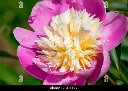 Attractive Peony 'Bowl of Beauty' flower plant Stock Photo