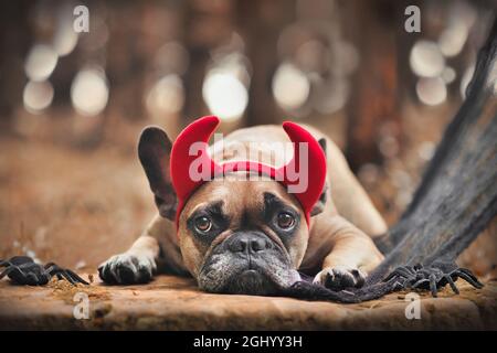 Halloween French Bulldog dog wearing red devil horn costume headband Stock Photo