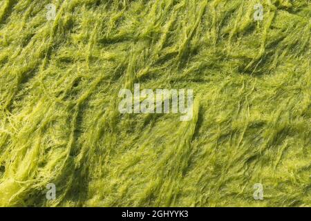 Top view of the texture of seaweed Stock Photo