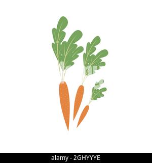 Bunch of carrots, autumn harvest of vegetables. Vector object in flat style Stock Vector