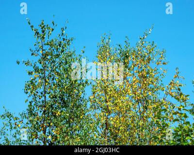 Changing autumn leaves on young silver birch trees Stock Photo