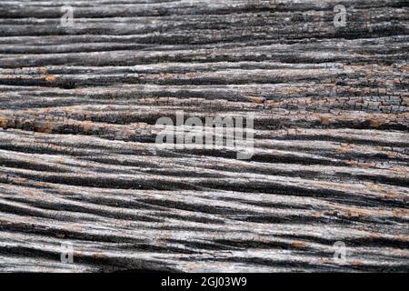 Detail of old wood texture and background, Rustic cracked wood surface Stock Photo
