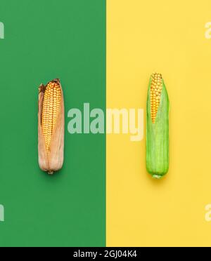 Dried and green corncobs top view on a yellow and green background. Comparison between young sweet corn and ripe maize. Stock Photo