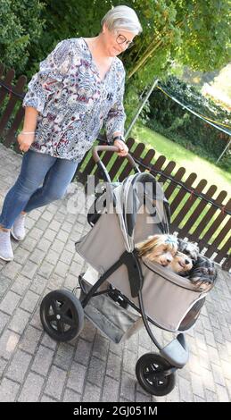 03 September 2021, Saxony, Eilenburg: Insurance saleswoman Ivette Starcke takes her Havanese Otto, Vanja and Arthur (r-l) for a walk in a buggy. The six, one and four year old animals enjoy the full attention of their owners as full family members after their grown-up children have moved out. For the vacation time and trips with the camper each dog has its own camping chair, for walks and shopping trips a large buggy and for rainy and cool days self-sewed coloured jackets. Havanese are considered to be extremely good-natured family dogs. Photo: Waltraud Grubitzsch/dpa-Zentralbild/ZB Stock Photo