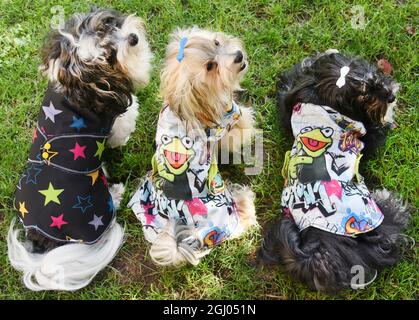 03 September 2021, Saxony, Eilenburg: With self-sewn jackets for rainy and cool days, the Havanese Otto, Arthur and Vanja (l-r) sit in the garden of insurance saleswoman Ivette Starke. The six, one and four year old animals enjoy the full attention of their owners as family members after their grown-up children have moved out. For holidays and trips with the camper van, each dog has its own camping chair, for walks and shopping trips a large buggy and for rainy and cool days self-sewn colourful jackets. Havanese are considered to be extremely good-natured family dogs. Photo: Waltraud Grubitzsc Stock Photo