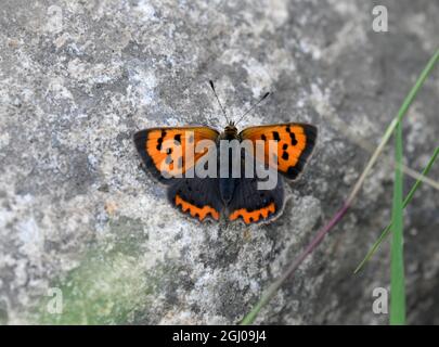 Small Copper butterfly basking on rock warmed by the sun Stock Photo