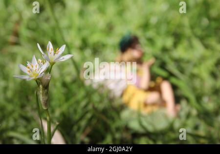 Nothoscordum bivalve Wild Flower Growing on Lawn With Fairy Statue in Background Stock Photo