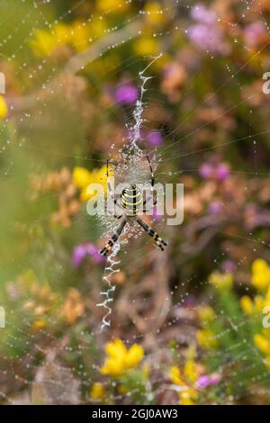 Wasp spider (Argiope bruennichi), colourful female spider on her web in late summer, early autumn, England, UK Stock Photo