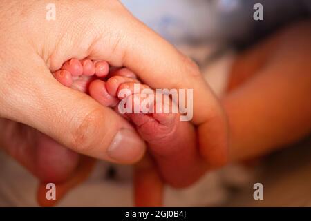 baby feet being held by dad,with little baby toes,Father hands holding cute beautiful caucasian newborn baby boy little pink feet Stock Photo