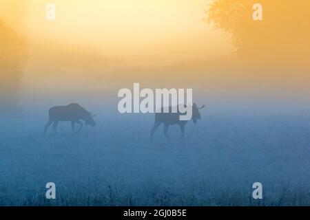 Bull moose walk on a misty meadow at dawn Stock Photo