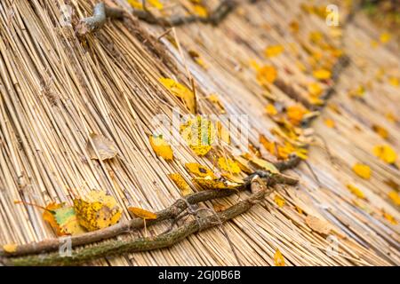 Autumn leaves lying on a thatched roof Stock Photo