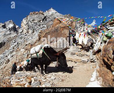 Caravan of yaks and woman in Renjo La Pass near Mount Everest, three passes trek, Khumbu valley, Nepal Himalayas mountains Stock Photo