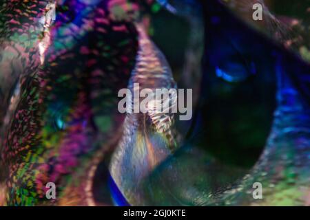 Colorful abstract background. Stock Photo