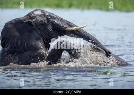 Africa, Botswana, Chobe National Park, Elephants (Loxodonta africana) play and spar while cooling off in Chobe River