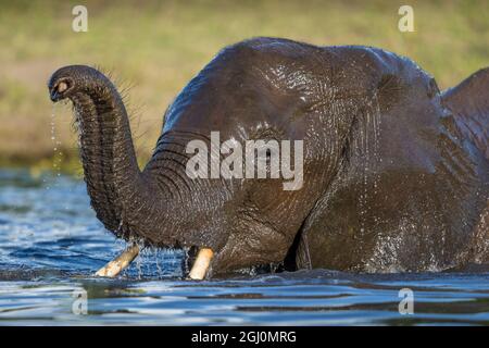 Africa, Botswana, Chobe National Park, Elephant (Loxodonta africana) wades into Chobe River while cooling off in late afternoon Stock Photo