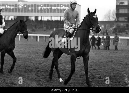 Jay Trump , the 8 year old American chaser , with American jockey , Tommy Smith up , pictured after winning the Harwell Amateur Riders' Handicap Steeplechase at Newbury Races , 19 February . Following this magnificent victory in this race Jay Trump was made clear favourite for next month's Grand National Steeplechase . 22 February 1965 Stock Photo