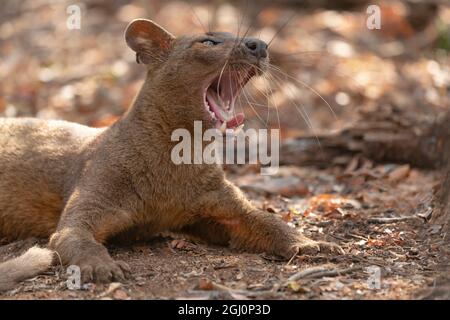 Africa, Madagascar, Kirindy Reserve, near Morondava. A fossa rests in the shade of the forest. Stock Photo