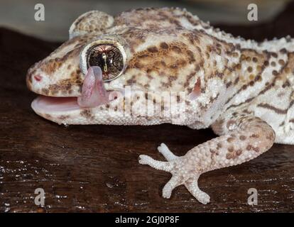 Panther or Ocelot gecko, Paroedura pictus, washing eye, controlled conditions Stock Photo