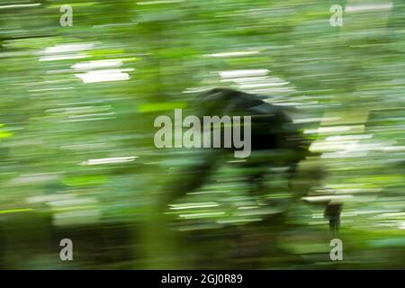 Africa, Uganda, Kibale National Park, Ngogo Chimpanzee Project. A wild chimpanzee travels through the forest. Stock Photo