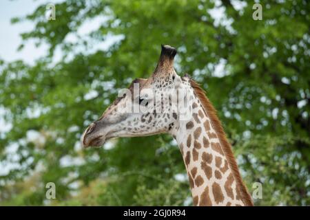 Africa, Zambia, South Luangwa National Park, during green season. Thornicroft's giraffe (Wild: Giraffa camelopardalis thornicrofti) in natural habitat Stock Photo