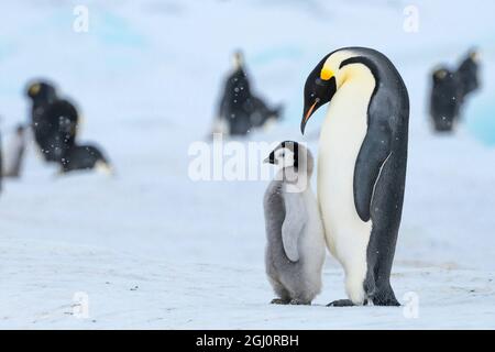 Snow Hill Island, Antarctica. Emperor penguin parent with juvenile. Stock Photo