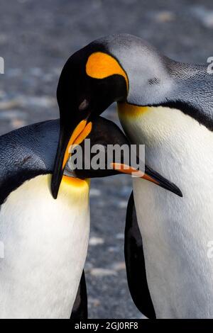 Antarctica, South Georgia Island, St. Andrew's Bay, A Pair of King Penguins Stock Photo