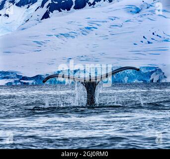 Humpback Baleen Whale Tail Chasing Krill blue Charlotte Bay, Antarctica Stock Photo