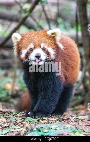 Asia, China, Sichuan Province, Cheng Du, Red Panda Stock Photo