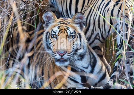 India, Madhya Pradesh, Bandhavgarh National Park. A young tiger is hidden in the tall grass. Stock Photo