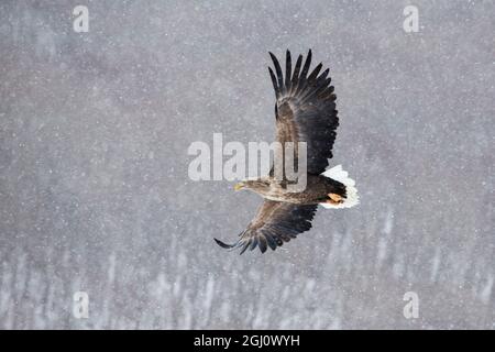Asia, Japan, Hokkaido, Kushiro, Akan International Crane Center, white-tailed eagle, Haliaeetus albicilla. Portrait of a white-tailed eagle in flight Stock Photo