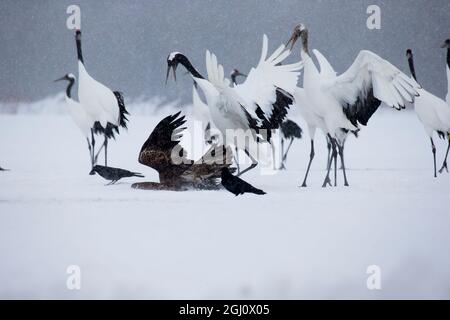 Asia, Japan, Hokkaido, Kushiro, Akan International Crane Center, red-crowned crane, Grus japonensis, white-tailed eagle, Haliaeetus albicilla. A white Stock Photo
