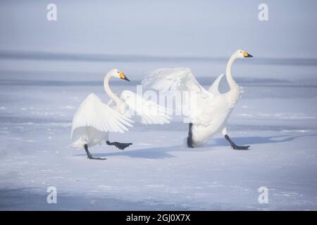 Asia, Japan, Hokkaido, Lake Kussharo, whooper swan, Cygnus cygnus. A pair of whooper swans celebrate loudly with each other after landing on the ice. Stock Photo