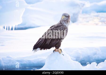 Asia, Japan, Hokkaido, Rausu, white-tailed eagle, Haliaeetus albicilla. Portrait of an immature white-tailed eagle. Stock Photo