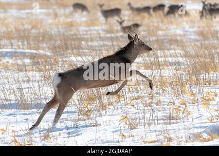 Asia, Japan, Hokkaido, Shiretoko Peninsula, near Rausu, sika deer, Cervus Nippon. A doe runs in the field. Stock Photo