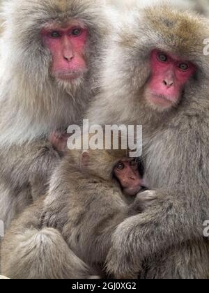 Asia, Japan, Nagano, Jigokudani Yaen Koen, Snow Monkey Park, Japanese macaque, Macaca fuscata. Portrait of a Japanese macaque cuddling her baby while Stock Photo