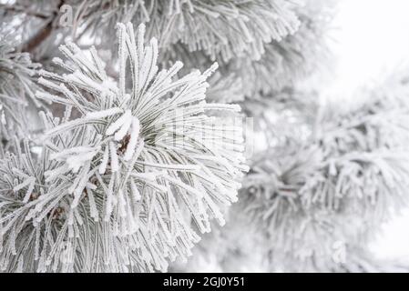 Pine branches and needles are covered with fluffy snow. Macro Stock Photo