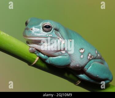 Dumpty tree frog, Australian green tree frog, White's tree frog, Litoria caerulea, controlled conditions Stock Photo
