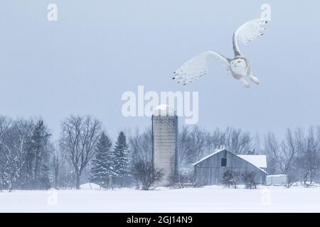 Canada, Ontario, Barrie. Female snowy owl in flight. Stock Photo