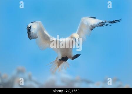 Canada, Quebec, Bonaventure Island. Northern gannet flying over colony. Stock Photo