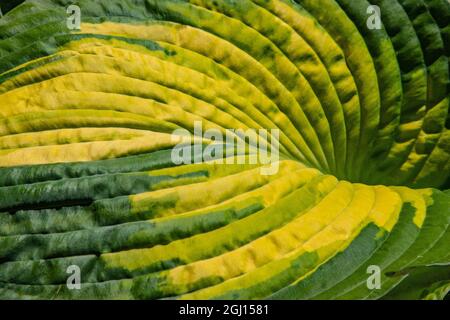 Close-up of a leaf from the Caricature plant, a species of Graptophyllum, a tropical shrub with bright, variegated foliage. Stock Photo